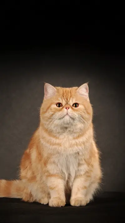 The advantages of garfield