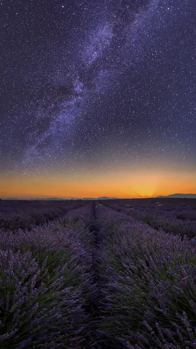 Galaxy at Night over Lavender Field