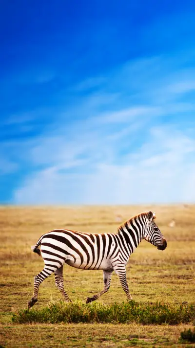 International-zebra - Screenshot 1