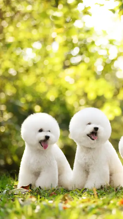 Bears 5 Weaknesses 7