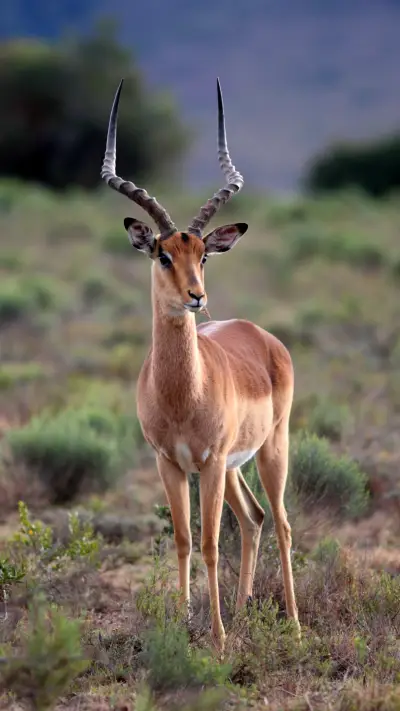 An Antelope Stands Alertly on The Grass