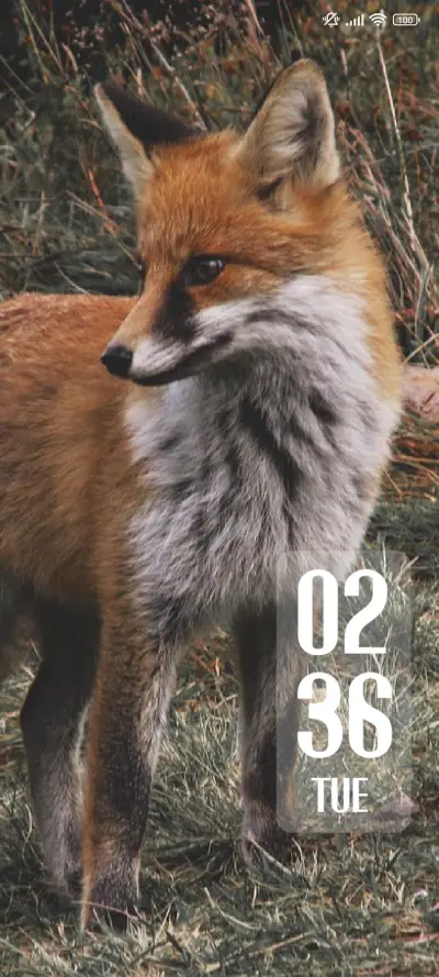 Fox Wild
