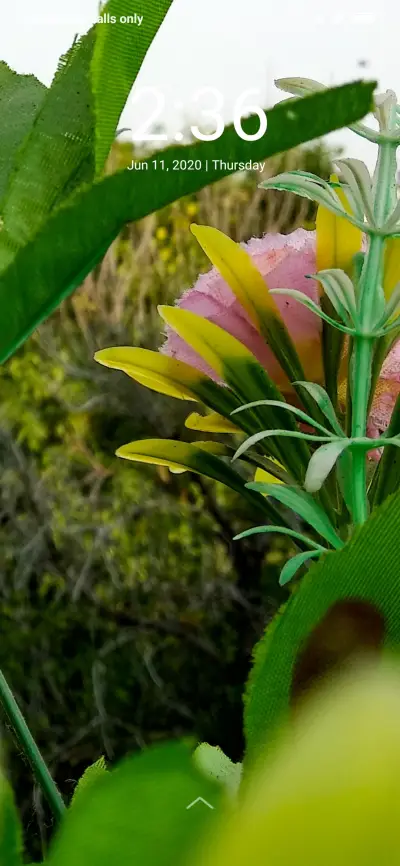 Beautiful Nature_DWM2