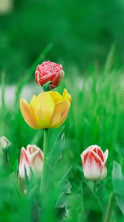 Flowers in the Corner