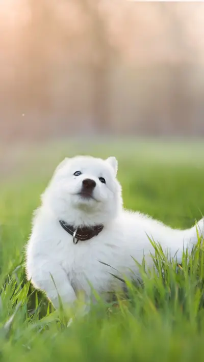 Land Cloud Samoye 1 - Screenshot 1