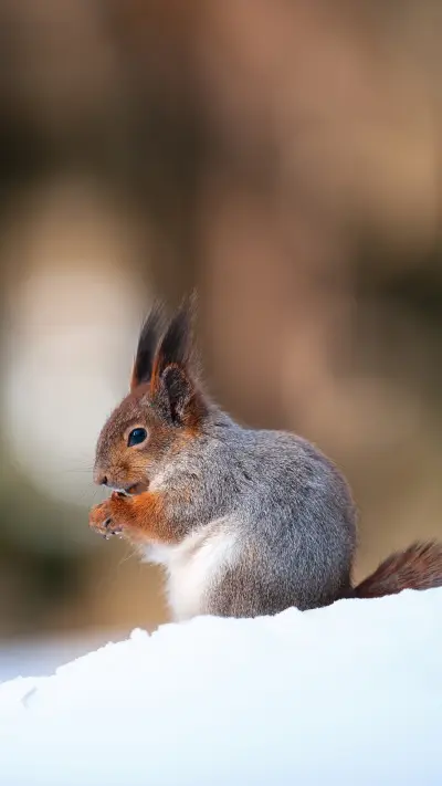 Crossing the winter solstice in poetry