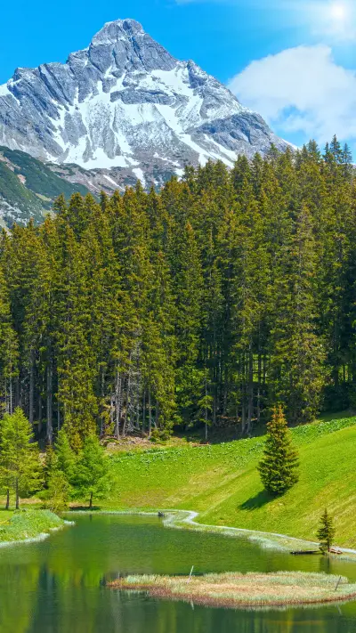 Green Forest - Screenshot 1