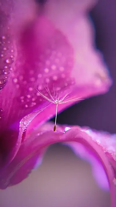 Macro flowers - Screenshot 1