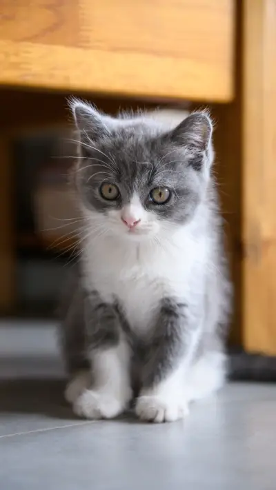 How to regulate the intestines and stomach of cats 67