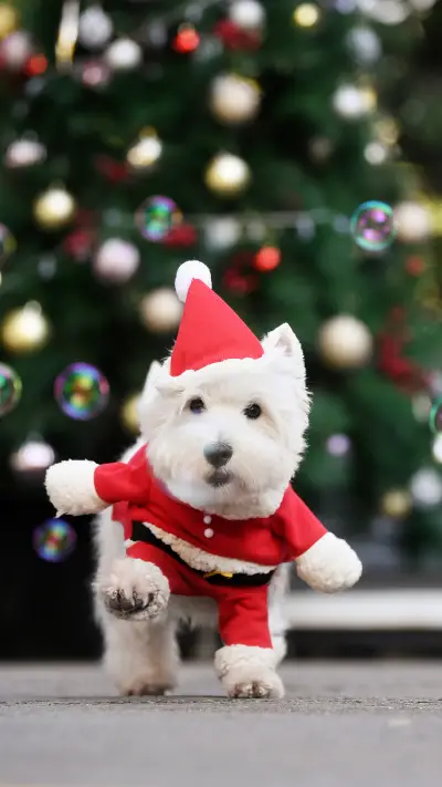 Which dogs love to hold grudges