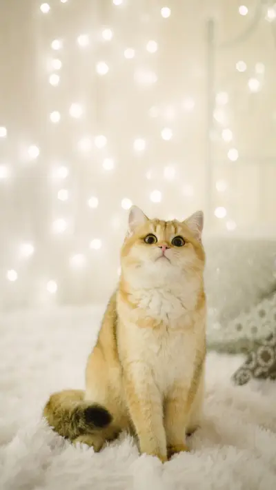 British Cat Chinchilla Golden Color with Colorful Decoration - Screenshot 1