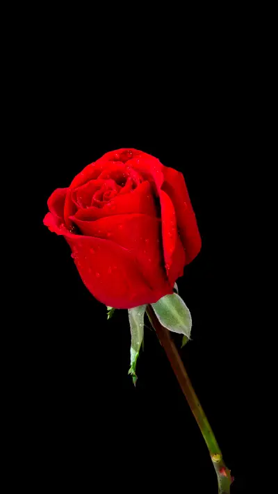 Tips for sending flowers on Valentines Day 05