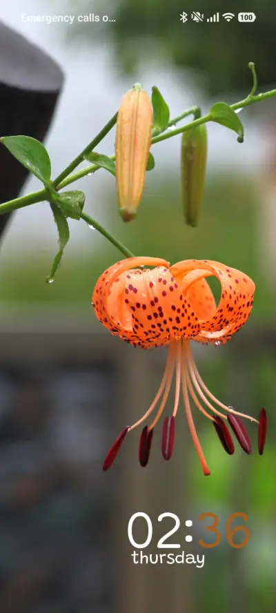 Morning Lily - Screenshot 1