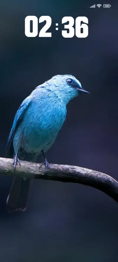 Flycatcher - Screenshot 1