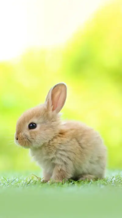 Cute little rabbit on green grass with natural as background