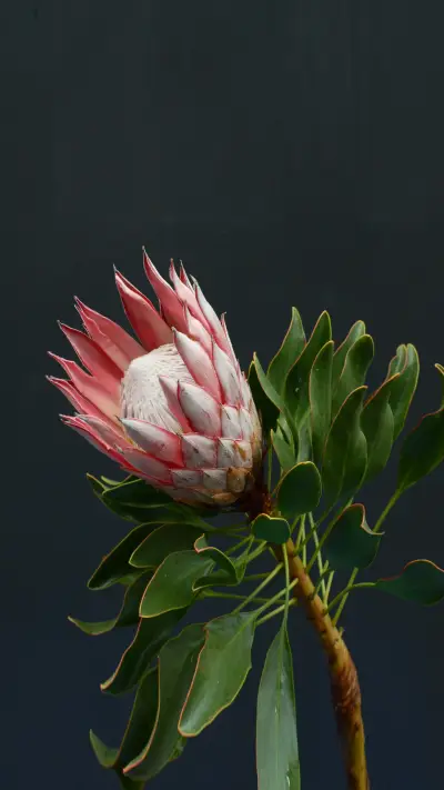 Beautiful to Amazing Flowers and Plants 0