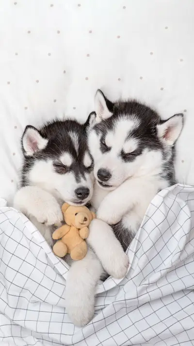 Two Cute Siberian Husky Puppies Sleep Together with Toy Bear