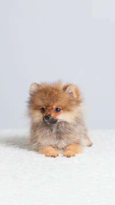 Pomeranian dog isolated on white background