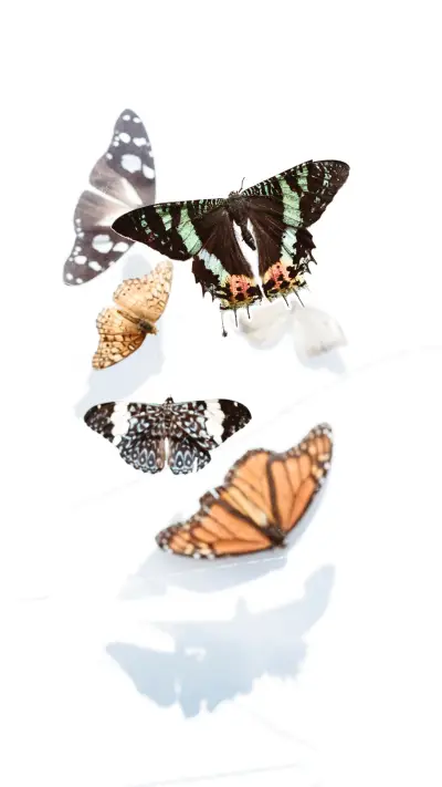 Butterfly (6)