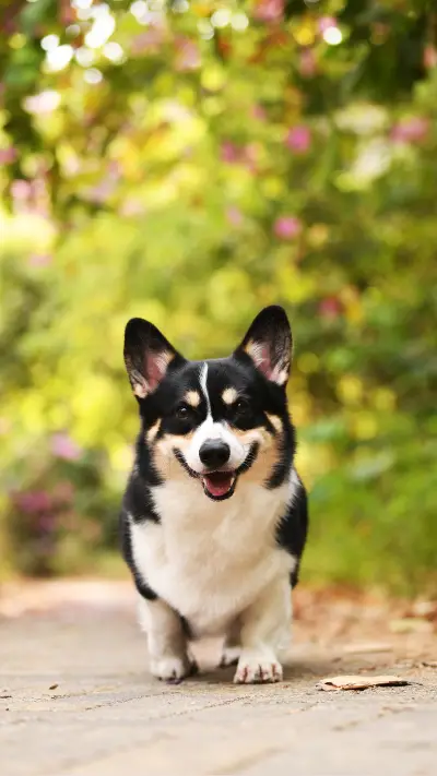 Dogs Longevity Secret 0