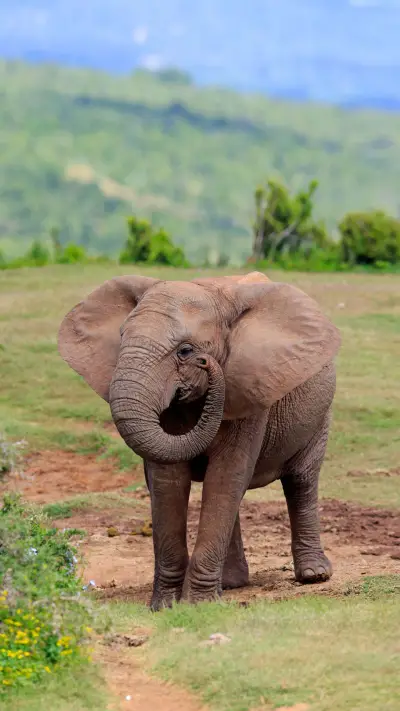 How good is an elephants memory 47