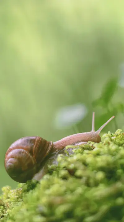Cute snail-02