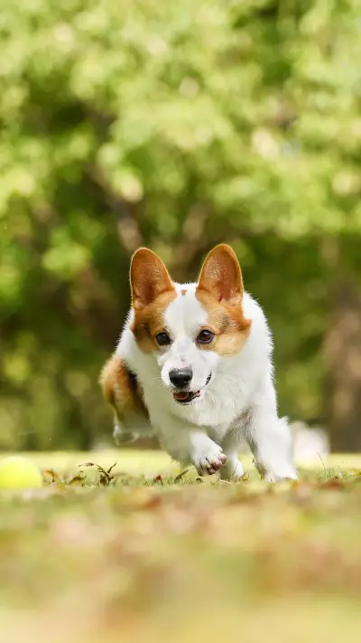 Why did Koki break his tail - Screenshot 1