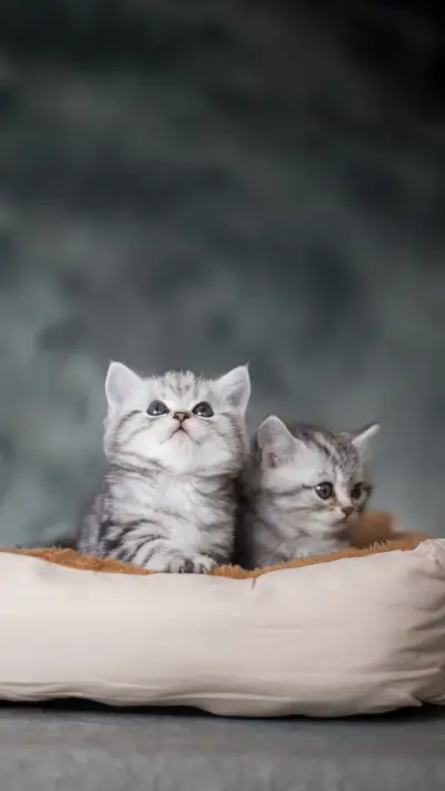 Puzzle behavior of cats 5