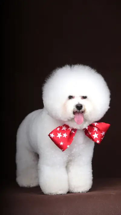 Sterilizing pets is really cruel 42 - Screenshot 1