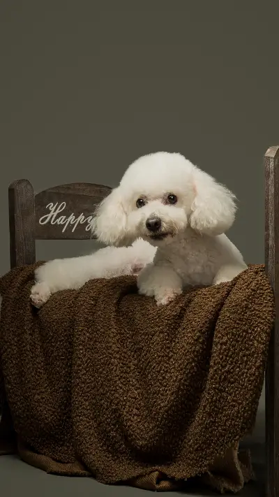 Puppies need to sleep a lot 4