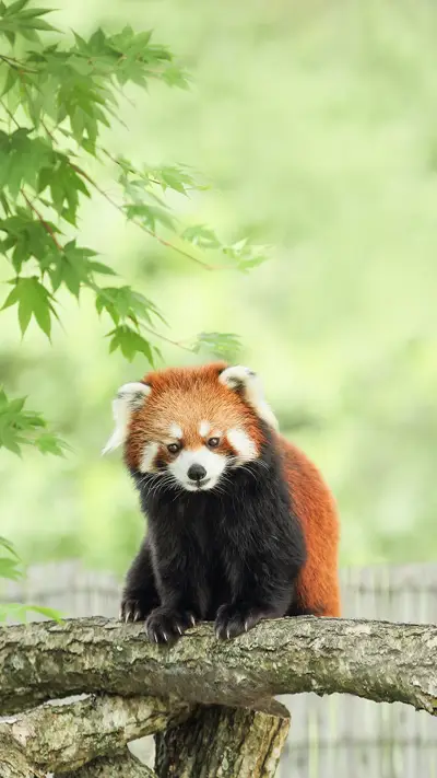 Red Panda Lying on the Tree