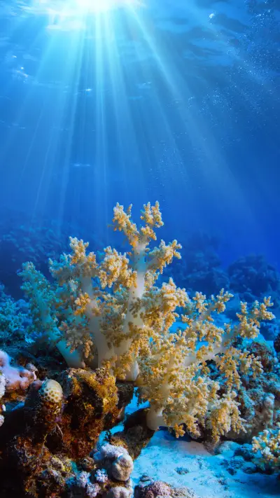 Sea World - Screenshot 1