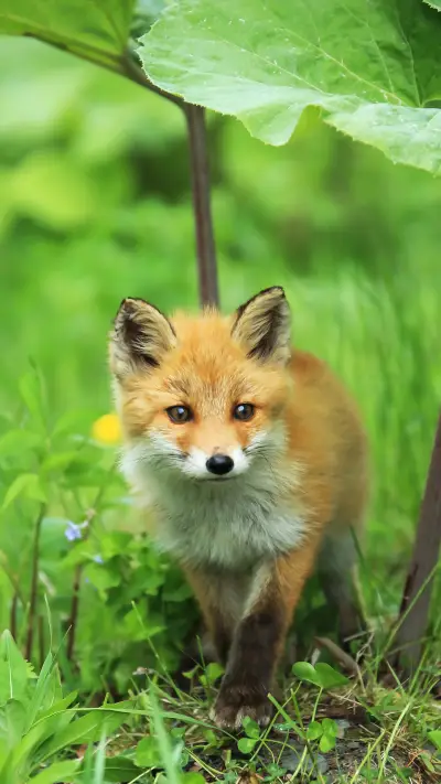 Red fox 3 - Screenshot 1