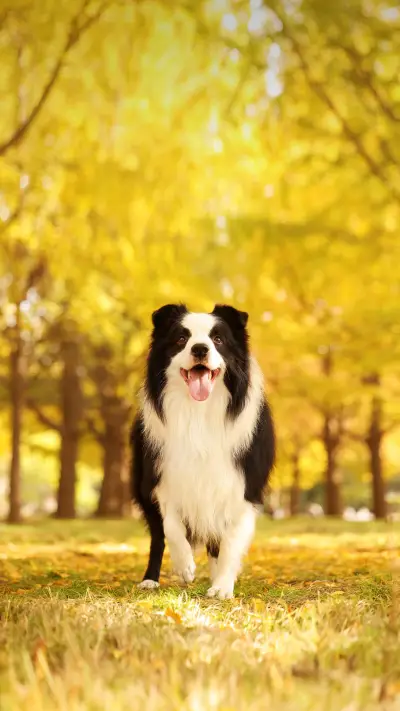 Be careful when walking your dog in summer