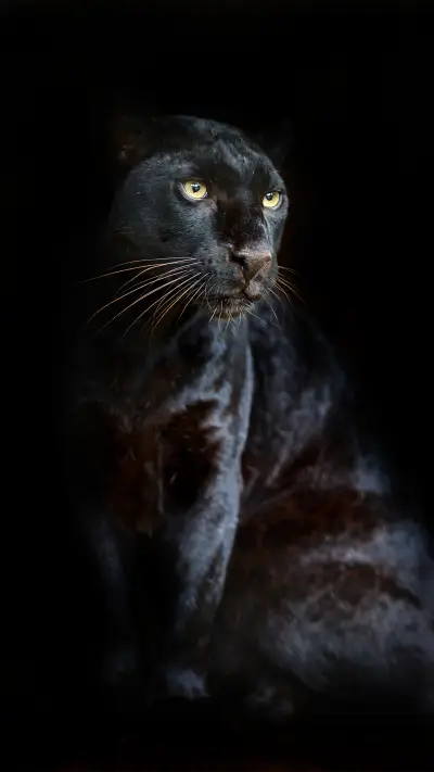 What kind of feline is the black panther 2 WALLPAPER for Xiaomi MIUI HyperOS