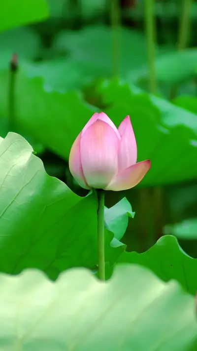 lotus