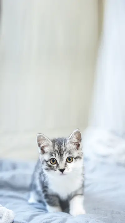 Cat, background is out-focusing - Screenshot 1