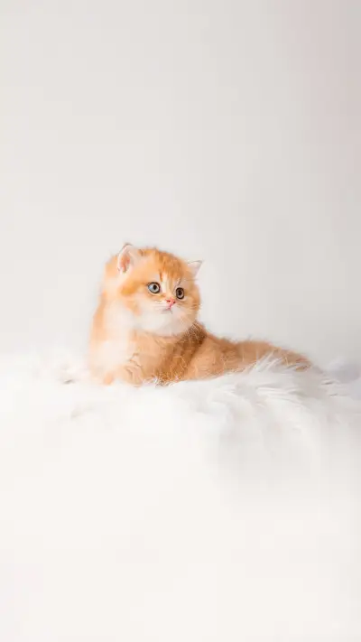 Cute little sobbing kitten sleeping on a furry white blanket - Screenshot 1