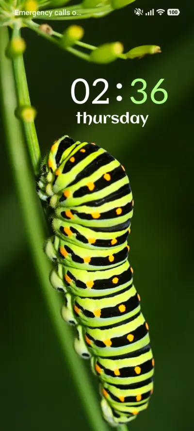 Soft Metamorph