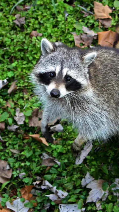 raccoon (3)