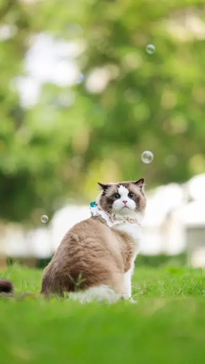 Cats careful thinking 3 - Screenshot 1