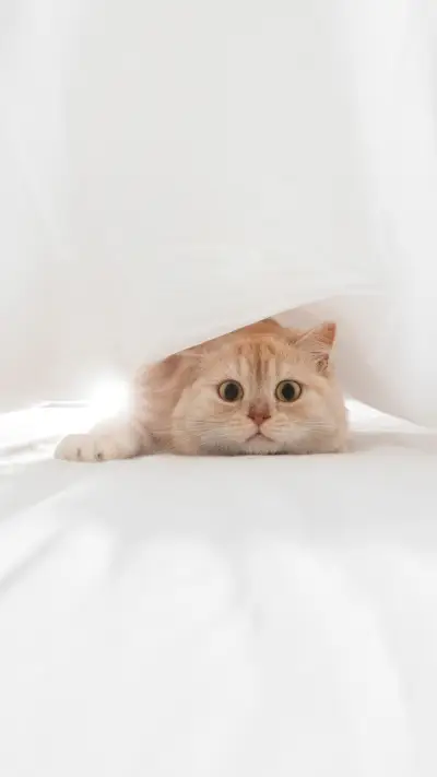 Cat under a bedsheet with one paw in front with big pupils