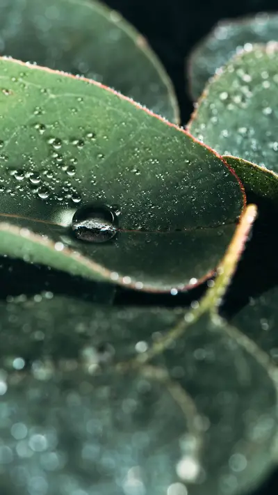 Natural Still Life-PAIXIN