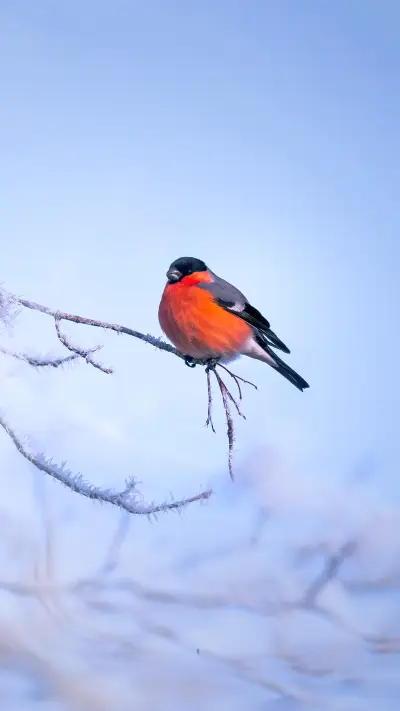 Animals - Screenshot 1