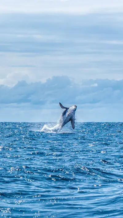 Why do whales have the slowest heartbeat - Screenshot 1
