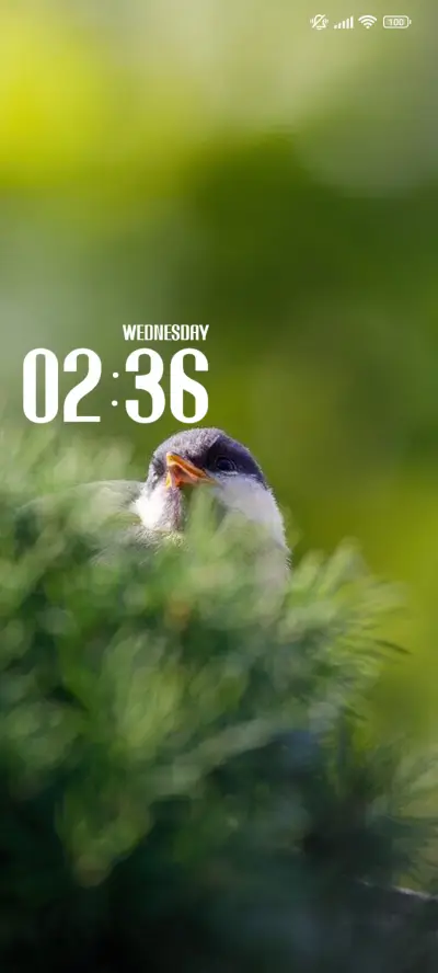 Spring Bird THEME for Xiaomi MIUI HyperOS