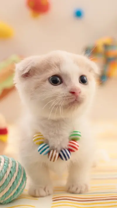 Meow meow also need to cut nails 70