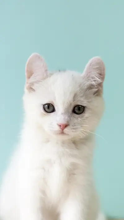 Changes of stray cats before and after 32