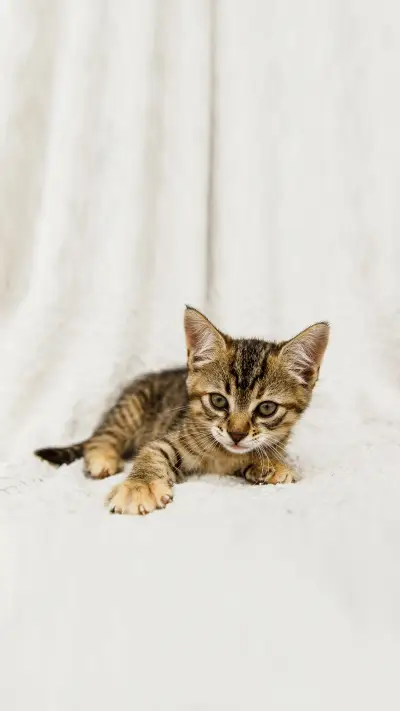 Kitten striped sitting on a white background