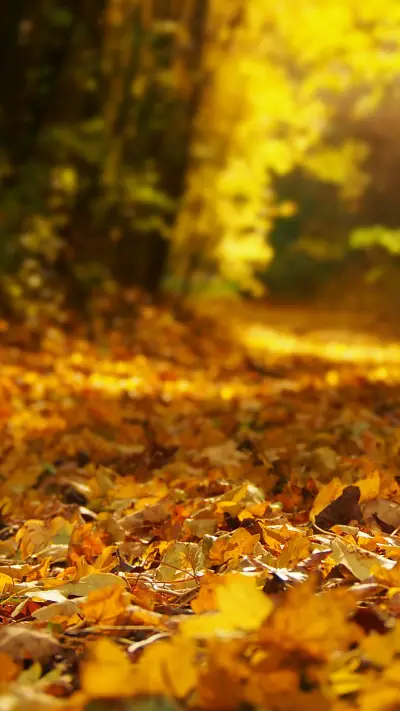 autumn (16) - Screenshot 1